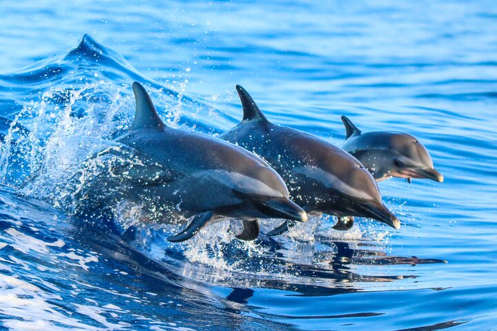 Paciffic water Dolphins 